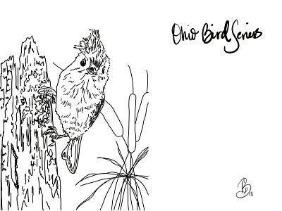 Tufted titmouse from my Ohio Bird series art digital