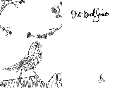 House finch for my Ohio bird series digital sketch