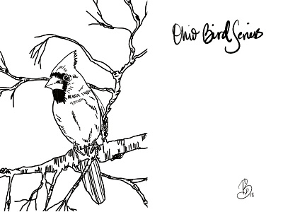 Cardinal - state bird for my Ohio bird series art digital