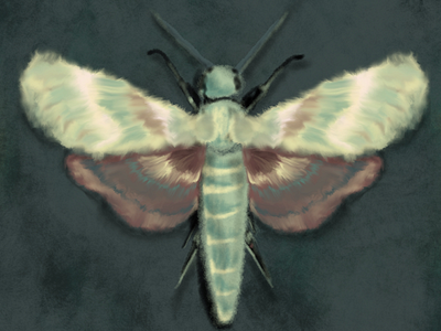 Yellow and Green Moth Study