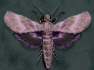Magenta Moth Study bug digital art entomology hand drawing illustration insect moth procreate science vector art