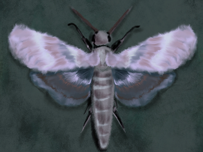 Purple Moth Study bug digital art entomology hand drawing illustration insect moth procreate science vector art