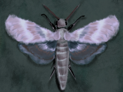 Purple Moth Study