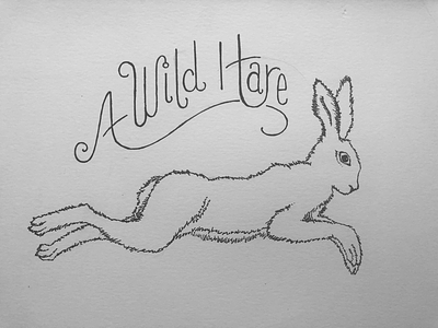 A Wild Hare logo pen and paper sketch wild hare