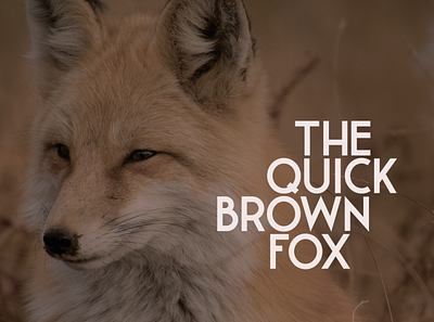 The quick brown fox bold branding clean design font grotesque lettering letters logo type typeface typography vector