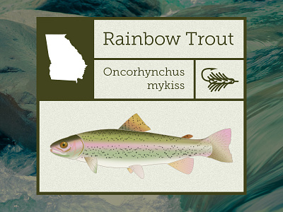 Rainbow Trout Final fish fly fishing georgia rainbow trout