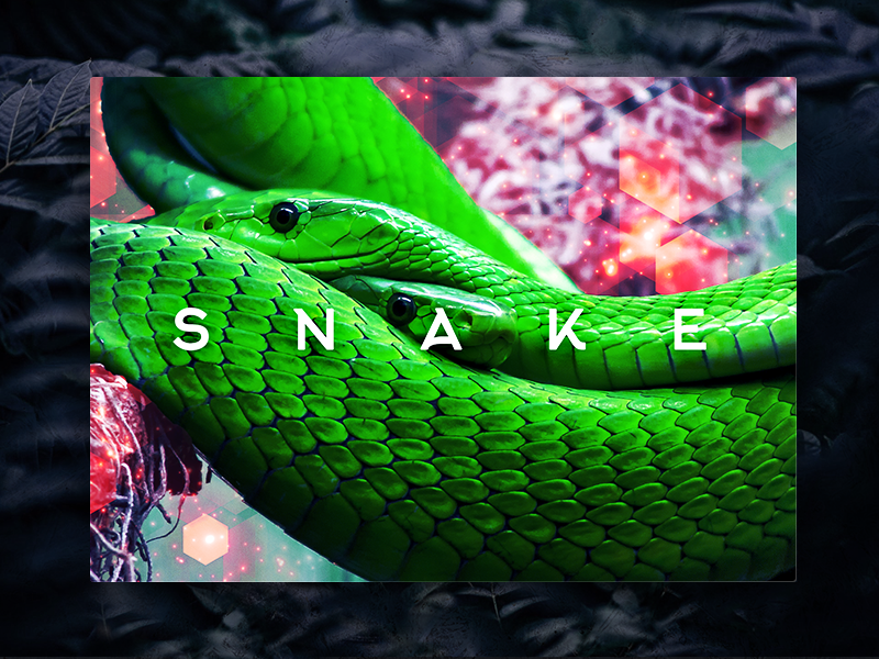 Snake Book Cover by InndovationLab on Dribbble