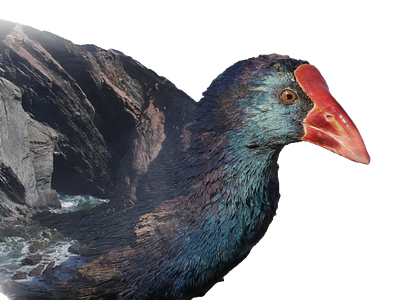 purple swamphen bird blend combine images doubleexposure editing effect merge photography photoshop purple swamphen