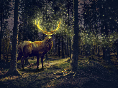 Magical Deer deer forest magical photomanipulation
