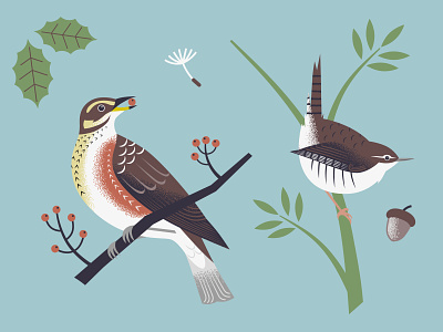Bird spotting illustrations