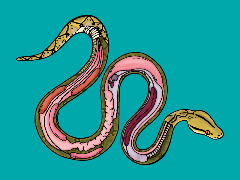 Какое тело у змеи. Питон строение тела. Анатомия питона. Анатомия змей. Строение змеи органы.