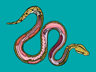 Anatomy Illustration of a Reticulated Python anatomy chester zoo illustration insides python reticulated snake zoo