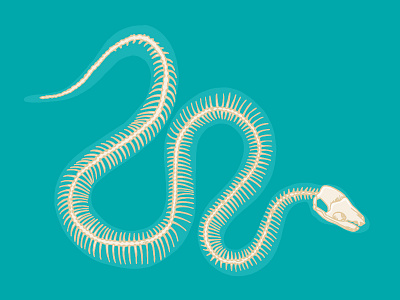 Skeleton of a Reticulated Python anatomy chester zoo illustration insides python reticulated skeleton snake zoo