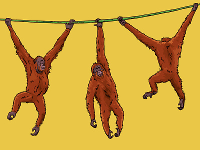 Brachiating Orangutans ape chester zoo diagram great ape illustration kids learning movement orangutan orangutans zoo