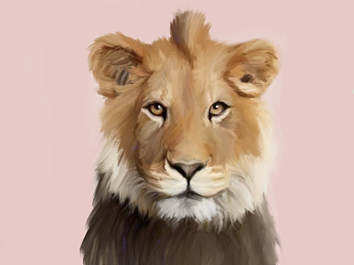 Kalahari Lion 🦁🦁🦁🦁