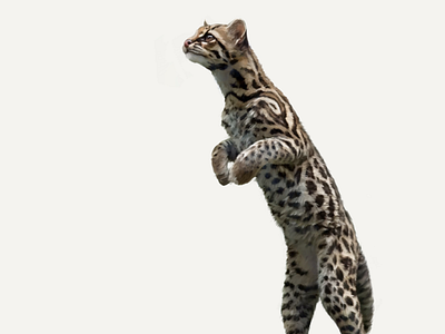 Ocelot