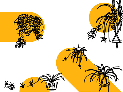 Multiplying Spider Plants contour drawing digital illustration houseplants illustration plants procreate spider plants