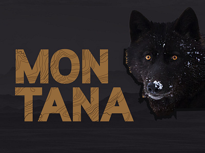 Montana - Wolf