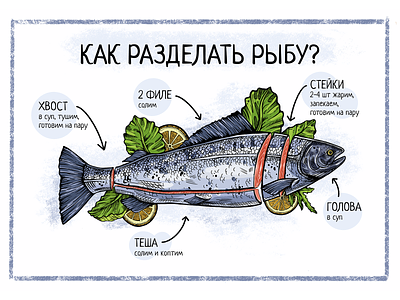 Salmon cuts fish graphic design illustration ipad poster procreate salmon vector