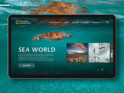 National Geographic - Sea africa birds concept design landing page ui marine life minimal natgeo national geographic nature ocean ocean life penguins sea seagulls turtles