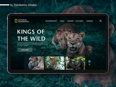 National Geographic - Safari africa concept design landing page ui lions minimal natgeo national geographic national park nature wildlife