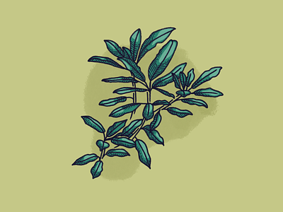 Rhododendron Branches art branches bush calm digital drawing green hand-drawn illustration illustrator leaves line nature plant procreate rhododendron serene shading wild