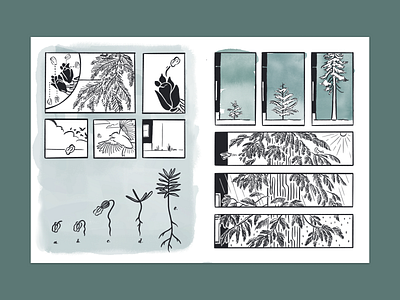 Thuja plicata Seed Journey cedar comic conifer evergreen graphic novel green growth hand drawn illustration line nature nonfiction panels peaceful procreate seed tree watercolor western red cedar