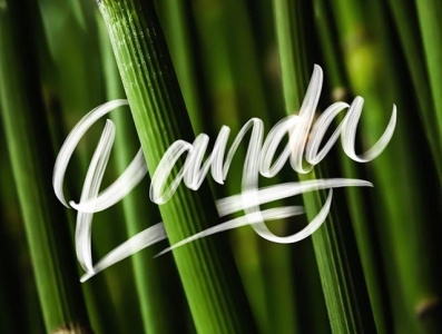 do you know panda ? brand branding design goodtype letter lettering procreate typography