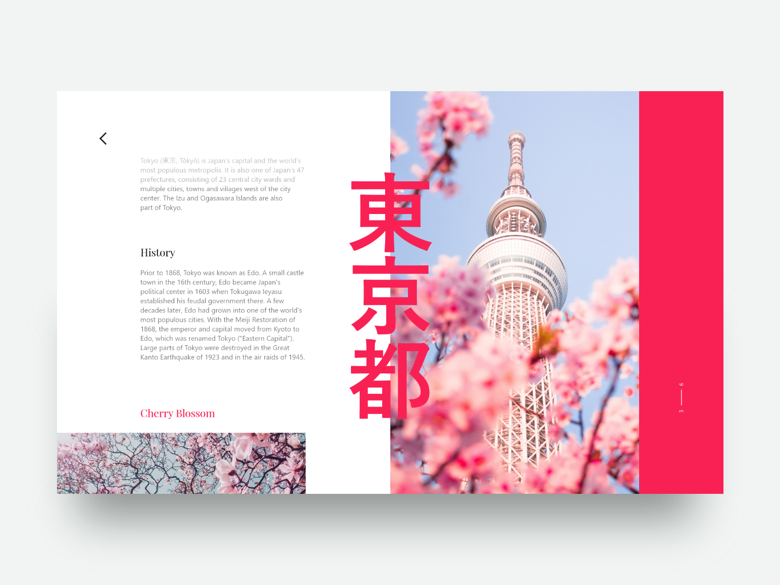 Tokyo Cherry Blossom 🌸 by Arthur K on Dribbble