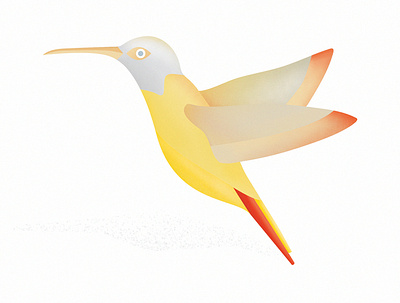 humming-bird art flat graphic icon illustration minimal vector
