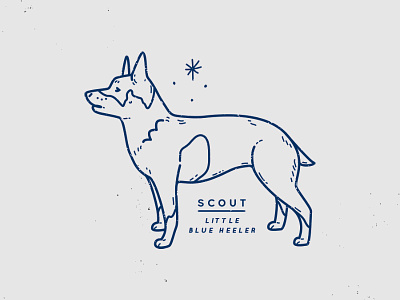 Scout blue heeler cattle dog dog illustration line minimal monoline
