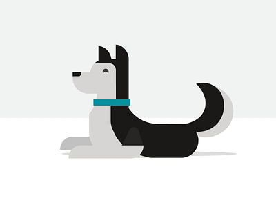 Husky Animation ae after effects animation design dog husky illustration pup siberian husky