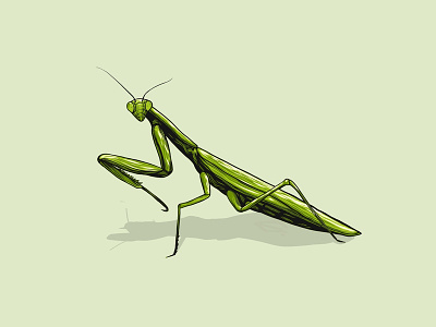 Mantis animal dribbble green illustration insect mantis