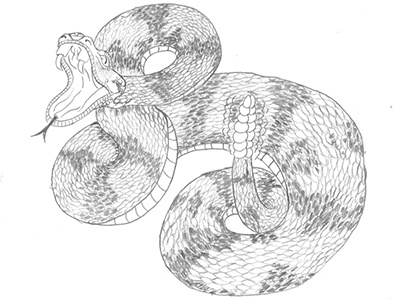 Snake Tails back chris diamond illustration kid pencil rattle sketch snake some somekidchris wojcicki
