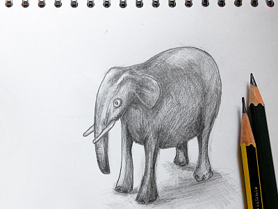 Elefantino drawing elefantino elephant friend illustration pencil sketch éléphant