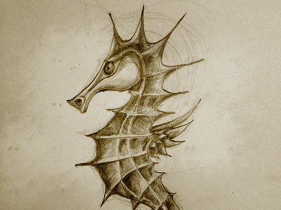 Sea horse drawings hippocampe horse pencil sea seahorse sketch