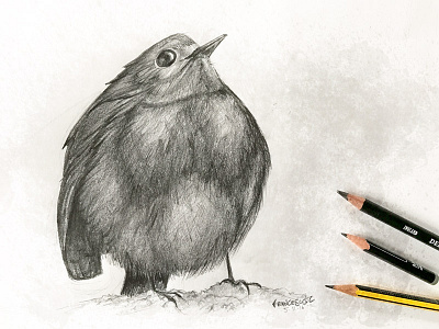 Redbreast bird fragility grey life paper pencils redbreast rouge gorge sketch