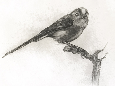 Mesange bird illsutration long tailed mésange paper sketch tit