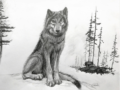 Wolf charcoal forest nature pines sketch wolf