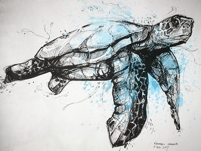 Caretta Turtle animal caretta drawing illustration pencil sketch splatters turtle