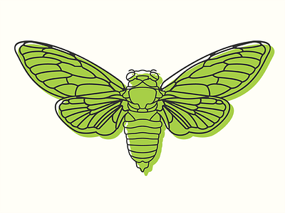 Cicada