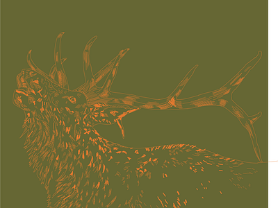 Wapiti