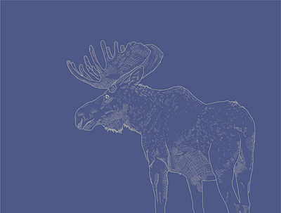 Bullwinkle graphic design hatch hatching illustration moose vector wildlife