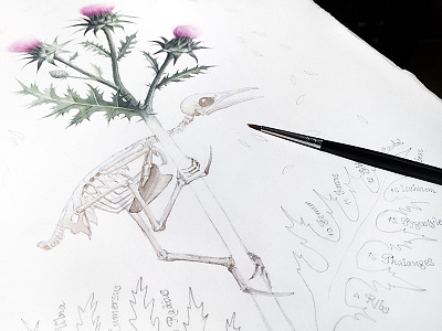 Illustration ~ Bones [ Lark ] illustration watercolor