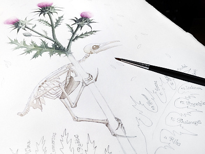 Illustration ~ Bones [ Lark ]