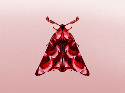 Moth illustration butterfly gradient illustrator insect insects moth nature photoshop pink red