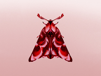 Moth illustration