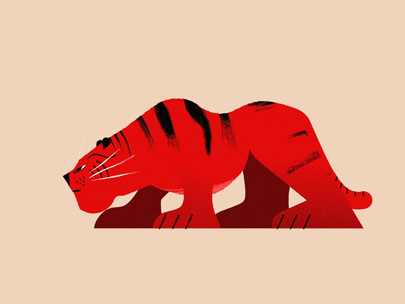 Tiger walkcycle Process 2d animal animation character character design illustration motion motion graphics tiger walk cycle