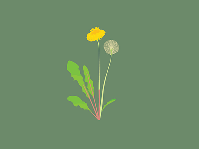 Dandy dandelion flower icon illustration plant