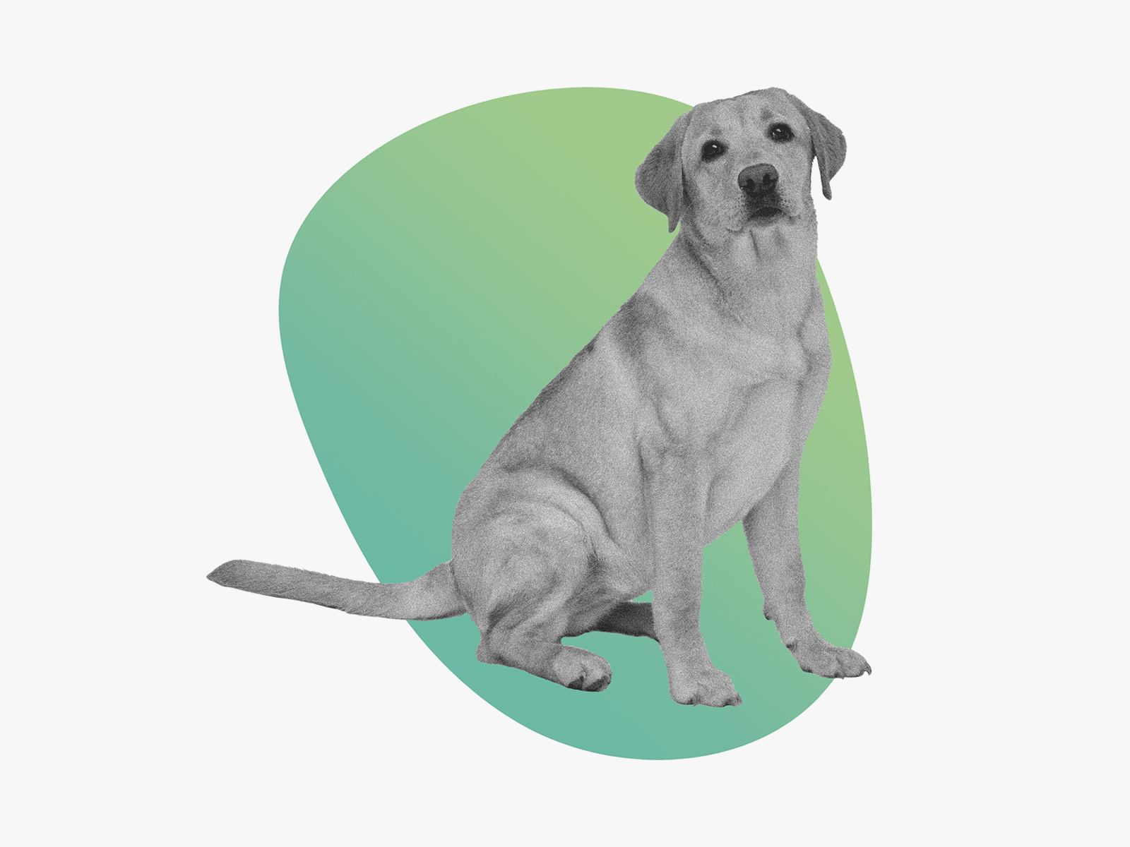 Tail Wag animal animated dog animation dog gif doggo framebyframe gif gif animated gif design good boy pupper tail wag web graphics website graphics